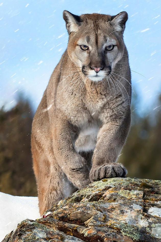 Wild Argentina: Extreme Earth