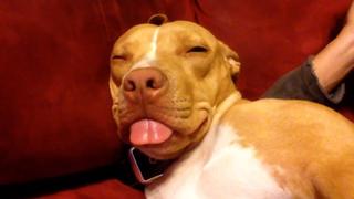 Sleepy Snoozers
