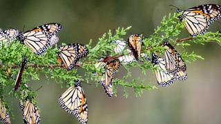 Nature's Games
