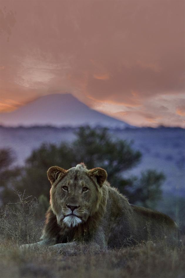 Saving the Wild