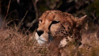 Big Cats
