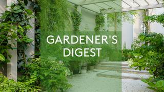 Alasdair Cameron's Family Garden and More...