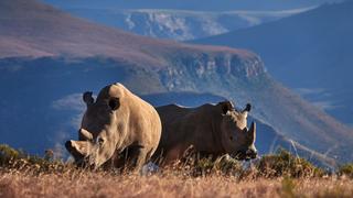 Rhinos