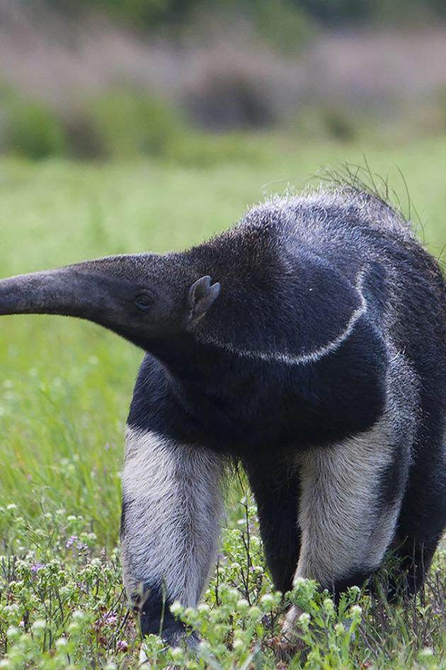 Ibera Park: Rewilding Argentina