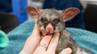 Gutsy Koala