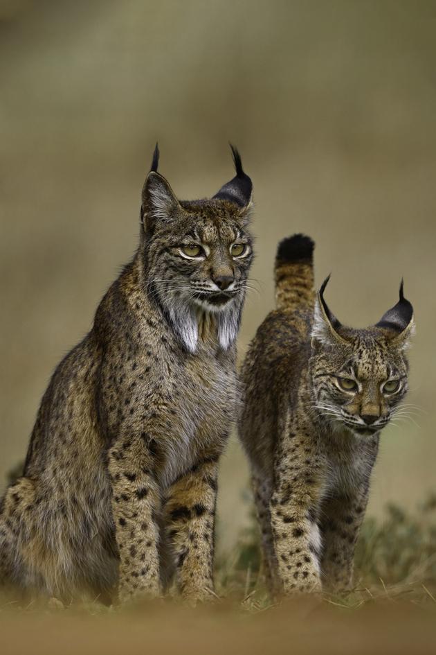Wild Cats