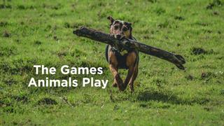 The Games Animals Play