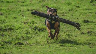 The Games Animals Play