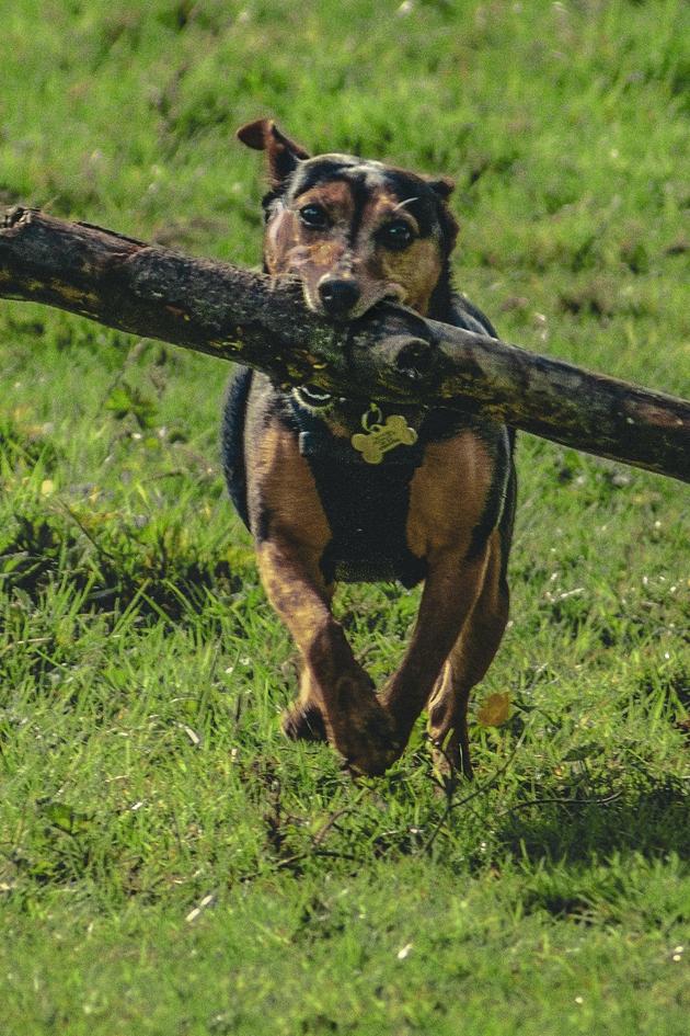 The Games Animals Play