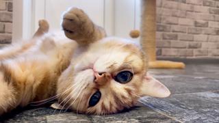 Pet Projects
