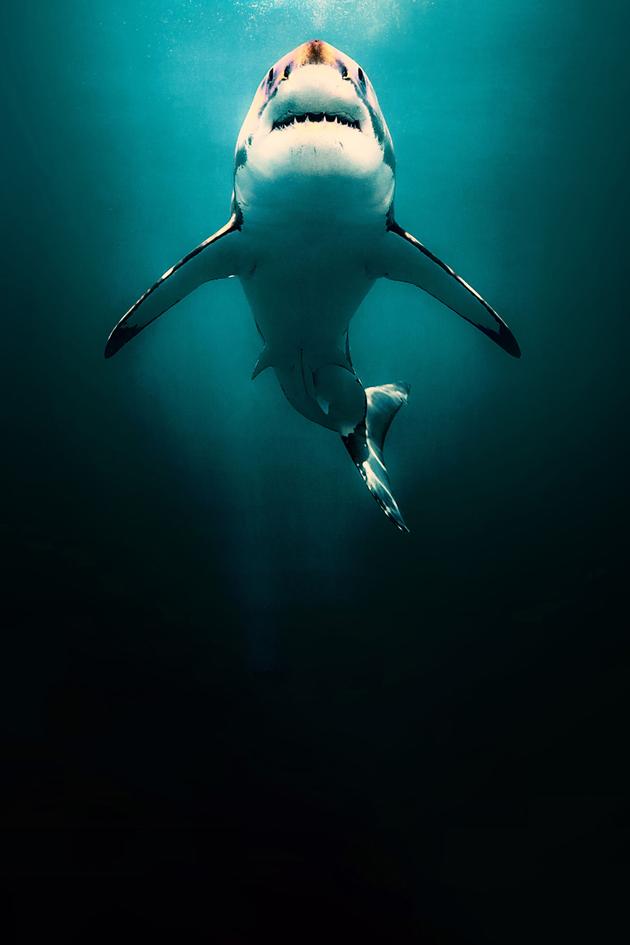 Megasharks of Dangerous Reef