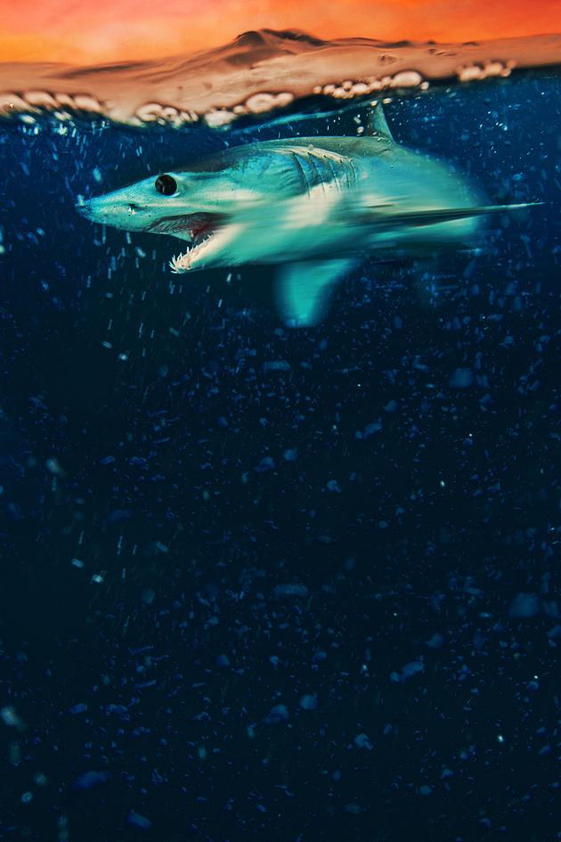 Mako Mania: Battle for California