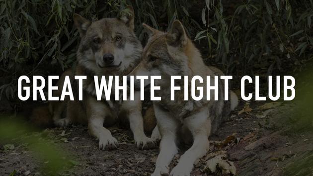 Great White Fight Club