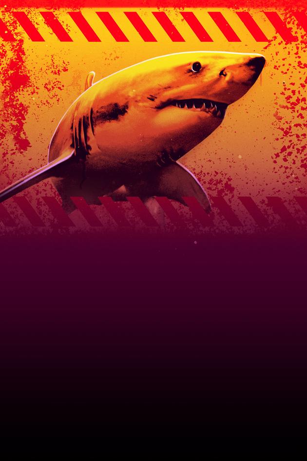 Florida Shark: Blood in the Water