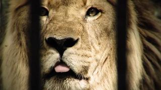 Lion Lady
