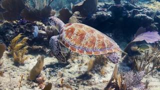Key Largo