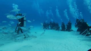 Shark Mania: The Famous Bimini Hammerheads