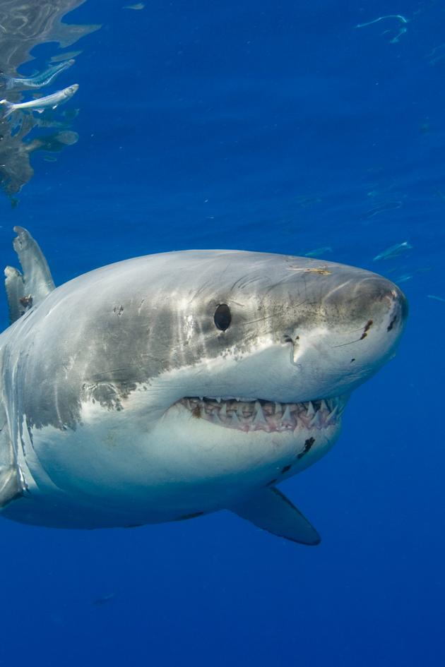 Shark Dive TV
