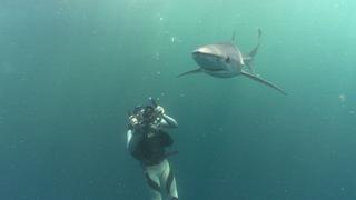 Greenland Sharks & Shark Biology