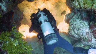 Odd Behavior of Hammerhead Sharks