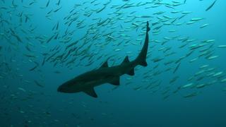Sand Tiger Sharks as Protectors