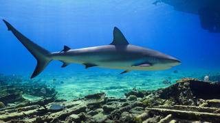 Sharks Electrosensory Systems