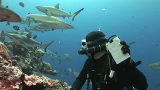 Tiger Sharks in the Bahamas