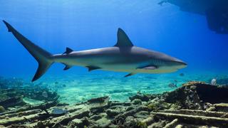 Whale Sharks & Shark Feeding Frenzy