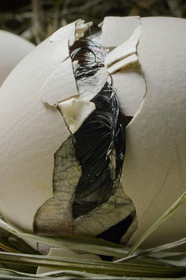 The egg: Bursting into life