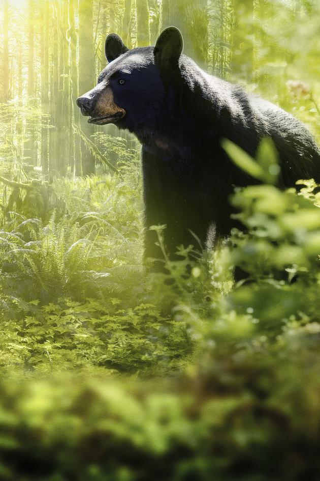 Islands: Nature's Wild Laboratories