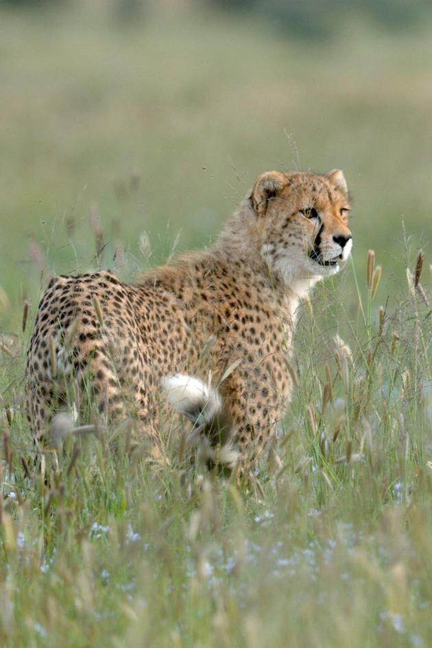 Wild and Alive
