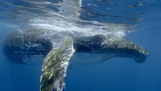 Giant's Migration
