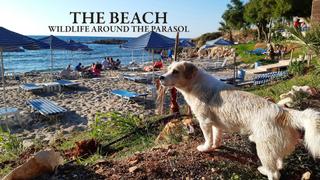 The Beach: Wildlife Around the Parasol