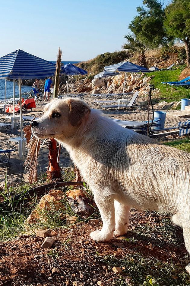 The Beach: Wildlife Around the Parasol