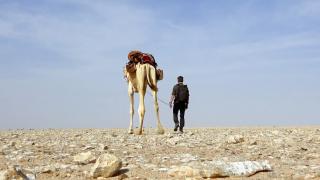 Desert Survival