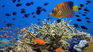 The Magic Circle of the Reef