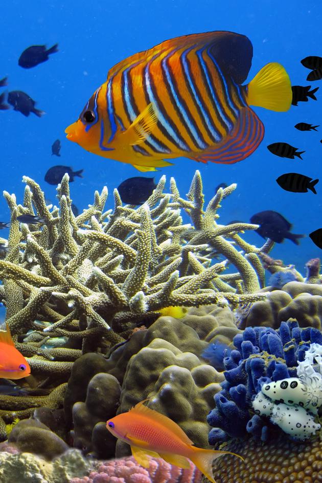 The Magic Circle of the Reef