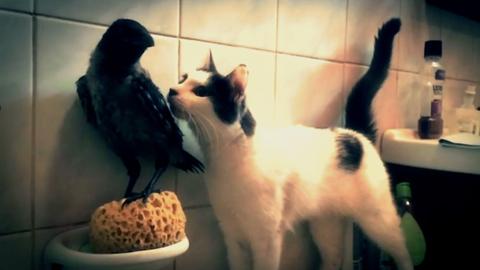 Wild Birds