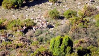 Iberia Truffle Ibex