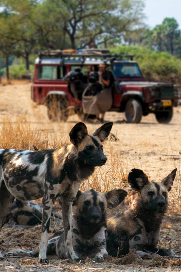 Wild Dogs: Pack vs. Pride