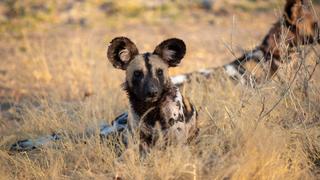 Kakumbi Are Vulnerable