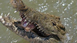 Man-Eating Crocodiles