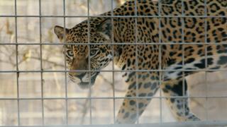Zoos: Hope for the Future