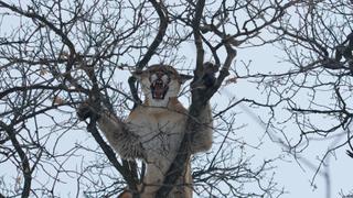 Mountain Lion: Hiding in Plain Sight