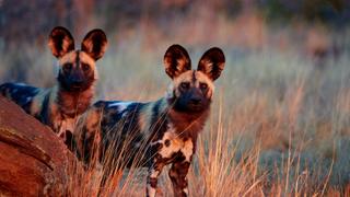 Wild Dogs