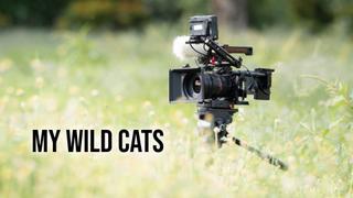 My Wild Cats
