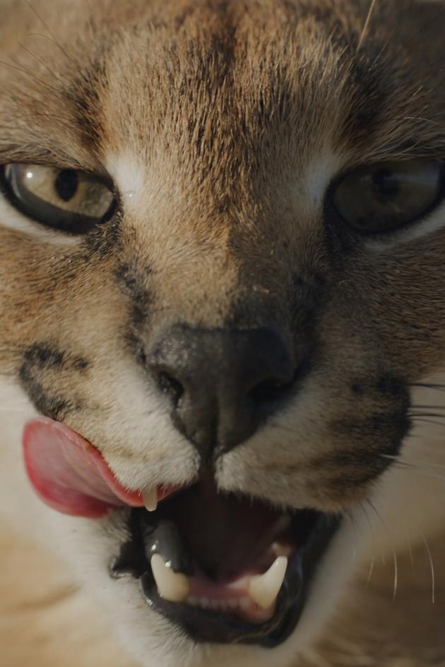 My Wild Cats