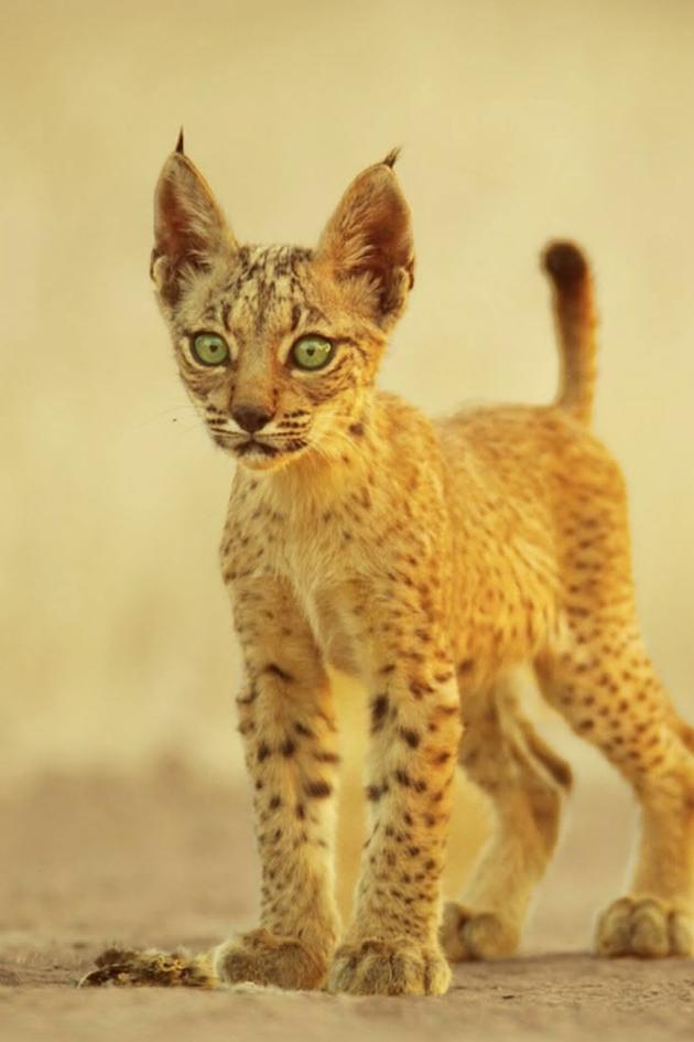 My Wild Cats