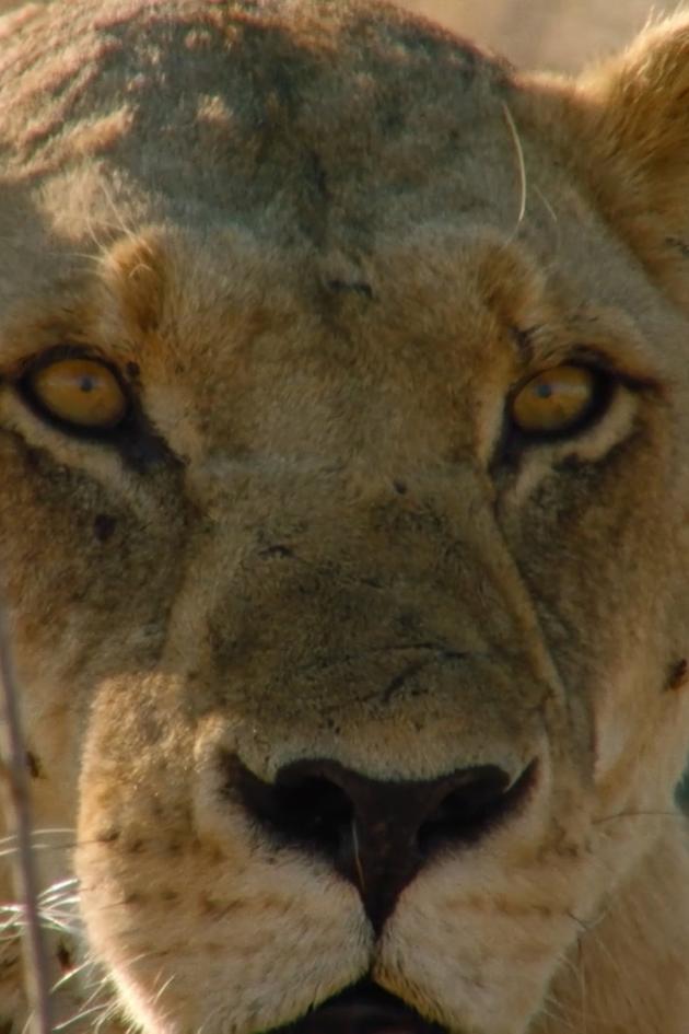 Lion Dynasty: A Matter of Pride