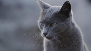 My European Cats